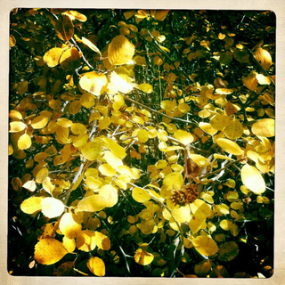 Illustration for article titled Shooting Challenge Fall Leaves Gallery 2